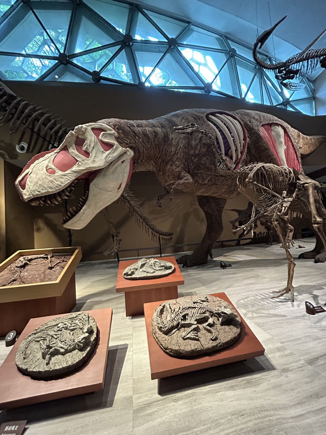 พาเที่ยว พิพิธภัณฑ์ธรรมชาติกลางเซี่ยงไฮ้ 🇨🇳🦖