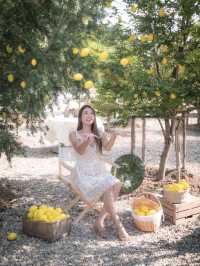 Summer Bloom Cafe