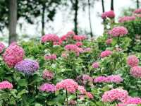 關西6月必訪！三室户寺繡球花盛放 京都1小時直達