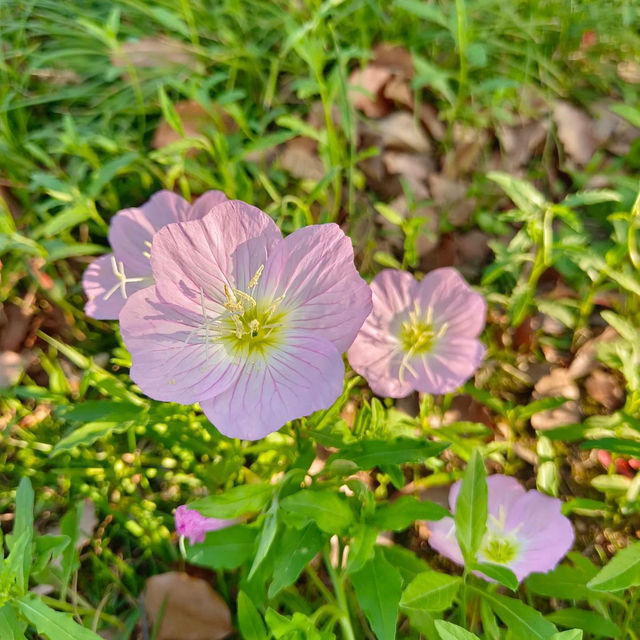 ～包河公園～綠樹成蔭