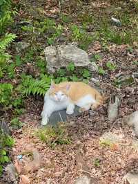  A Peaceful Hidden Hike in Kyoto – Arashiyama to Takao Nature Trail 
