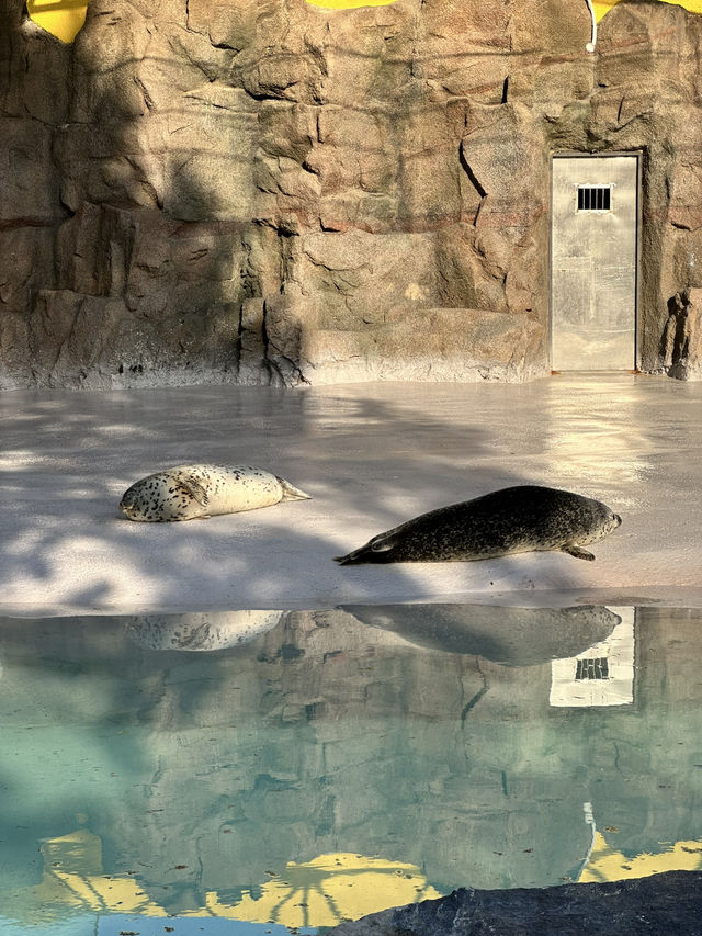 首爾動物園怎麼玩？韓國親子旅遊神景點🎠
