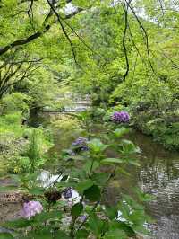🌿由布院 + 太宰府一日浪漫遊｜夢幻金鱗湖＋文化滿載太宰府天滿宮✨