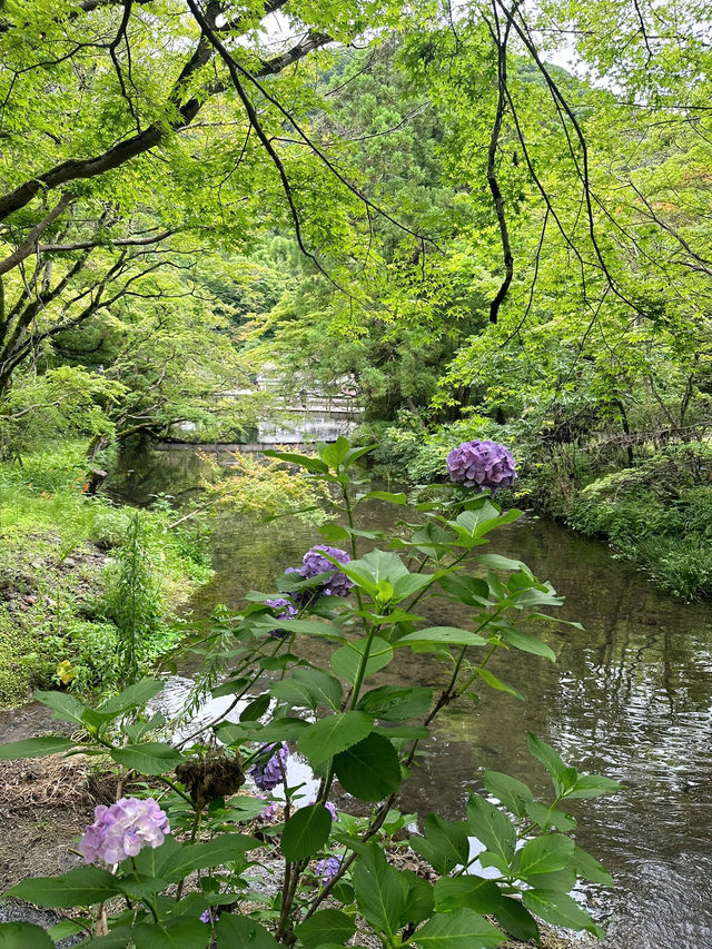 🌿由布院 + 太宰府一日浪漫遊｜夢幻金鱗湖＋文化滿載太宰府天滿宮✨