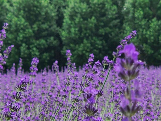 7월 여름 홋카이도 여행, '팜 토미타' 라벤더🪻💜