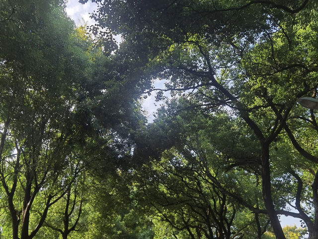Changsha: A 3-Day "Chill" Getaway! ☀️🚕