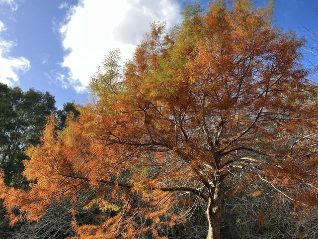 🖼️ Brick Bay Wines & Sculpture Trail — 藝術與自然的完美交融