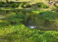 The magical dragon pond in Kong Meng San Temple complex