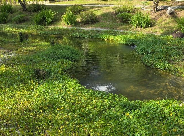 The magical dragon pond in Kong Meng San Temple complex