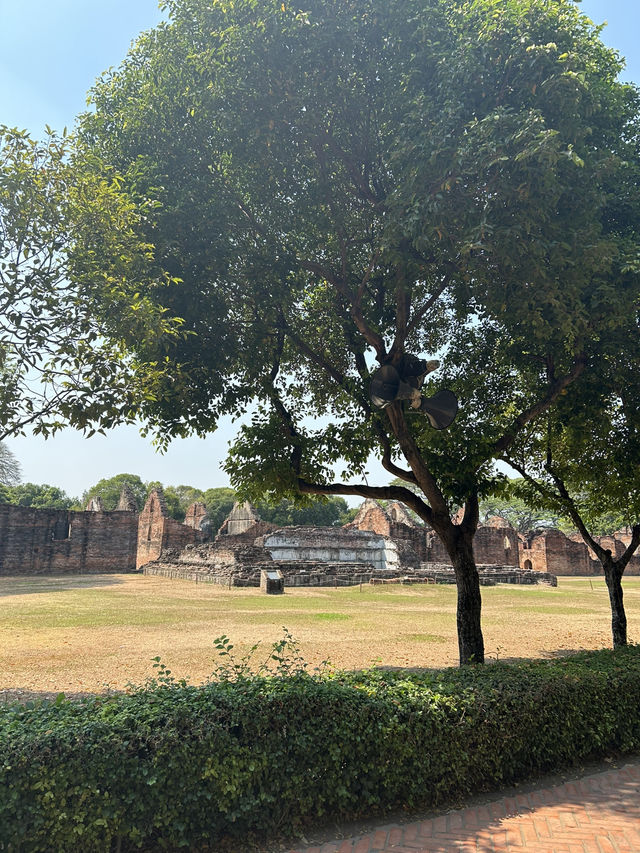 🏛️✨ “ลพบุรีวันเดียวก็เท่…ย้อนยุคกับพระนารายณ์ 