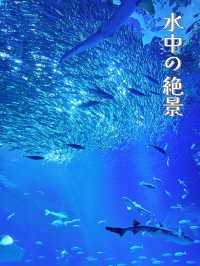 【茨城】期間限定✼SUMMER AQUAWORLD2025