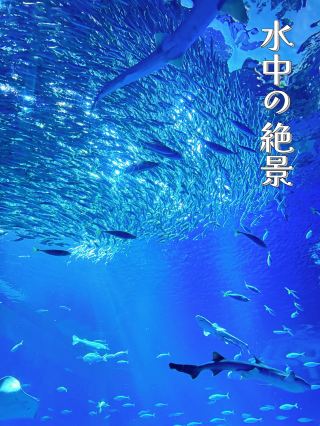 [Ibaraki] Chỉ trong thời gian có hạn ✼SUMMER AQUAWORLD2025