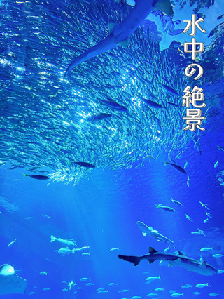 [Ibaraki] Limited time only ✼SUMMER AQUAWORLD2025