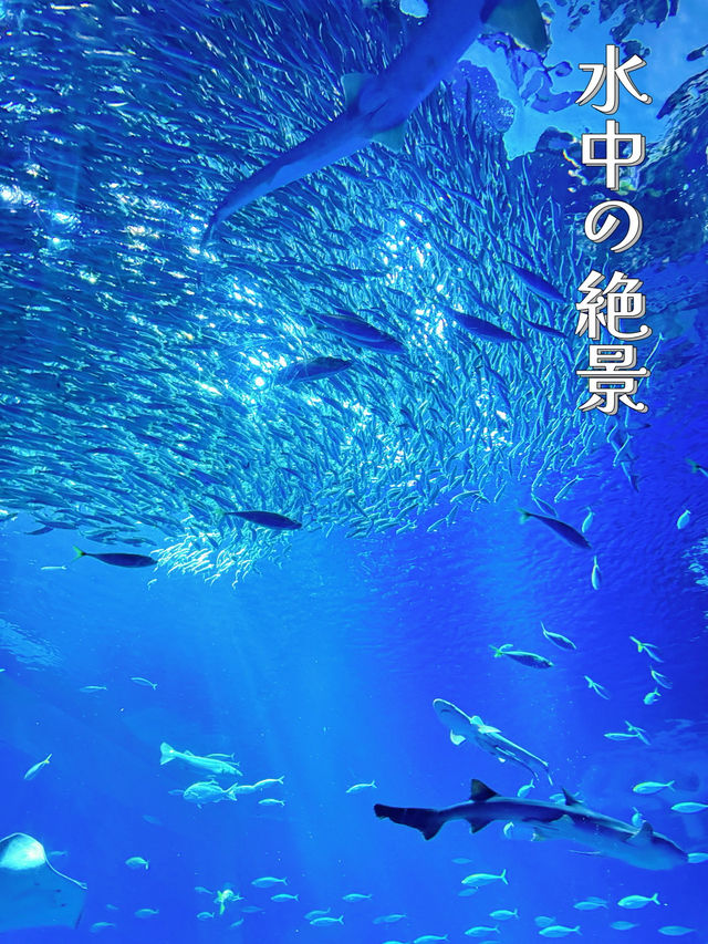 【茨城】期間限定✼SUMMER AQUAWORLD2025