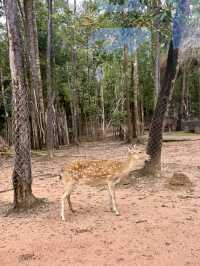 富國島珍珠野生動物園-近距離觀察猛獸，與可愛動物互動餵食