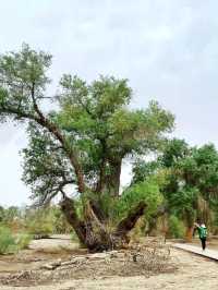Taklamakan Desert Is Unreal