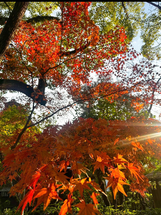 【水前寺成趣園】心がすっと整う、熊本の癒し庭園🌿
