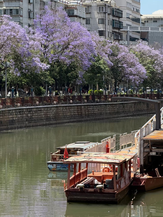 💜 Where to See Purple Flowers in Kunming✨