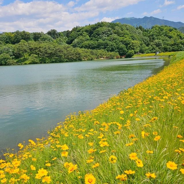 水面を彩る、東温の黄色い花の池💛