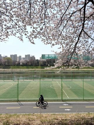 Cherry Blossoms in Gyeonggi and Seoul
