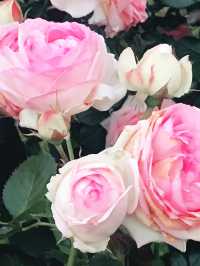 🌹横浜元町の薔薇から上瀬谷の花博へ：アメリカ山公園と未来のガーデン旅