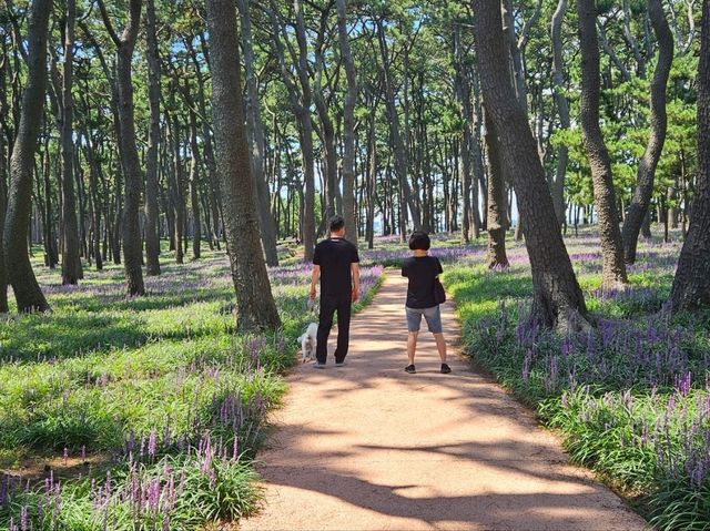 The day is nice for a stroll at Daewangam at Ulsan The day is nice for a stroll at Daewangam at Ulsan