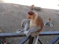 The Staged Wilderness Honk: A Moral Play Between Eco-Tourism and Animal Performance 