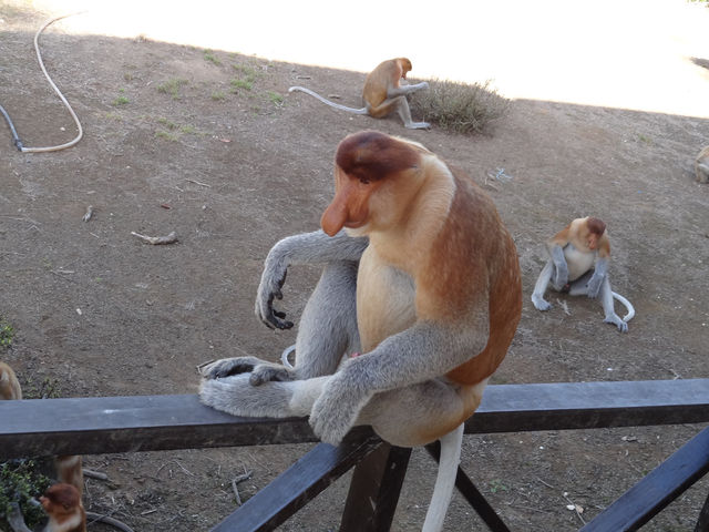 The Staged Wilderness Honk: A Moral Play Between Eco-Tourism and Animal Performance 