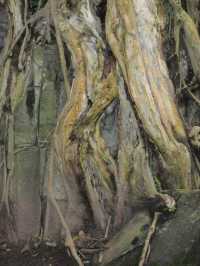 Ta Prohm, Cambodia: Where Roots Embrace Ruins