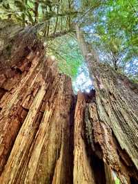 Cathedral Grove – Ancient Forest Sanctuary on Vancouver Island