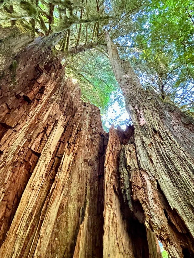 Cathedral Grove – Ancient Forest Sanctuary on Vancouver Island Cathedral Grove – Ancient Forest Sanctuary on Vancouver Island