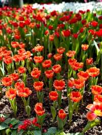 เที่ยวสวนดอกทิวลิประยอง 🌷