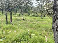 หมอกสวยๆ ที่ป่าหินงาม