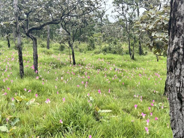 หมอกสวยๆ ที่ป่าหินงาม