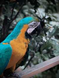 Brightly colored, intelligent, and playful.