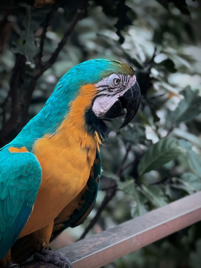 Brightly colored, intelligent, and playful.