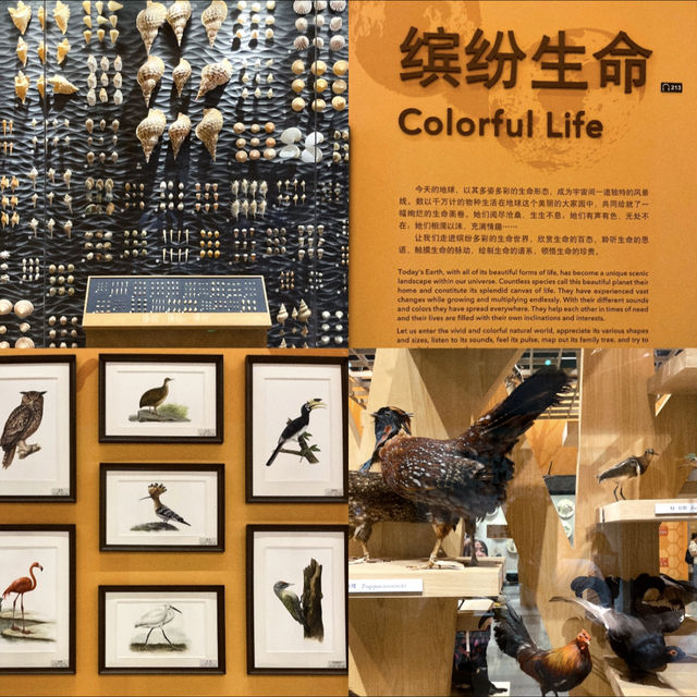 เยี่ยมชม Shanghai Natural History Museum 🦋