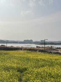제주 동부 유채꽃밭 포토스팟 체험기 🌼