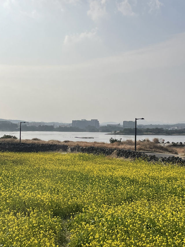 제주 동부 유채꽃밭 포토스팟 체험기 🌼
