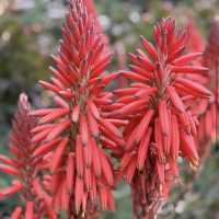 Royal Botanic Gardens Victoria - Melbourne Gardens