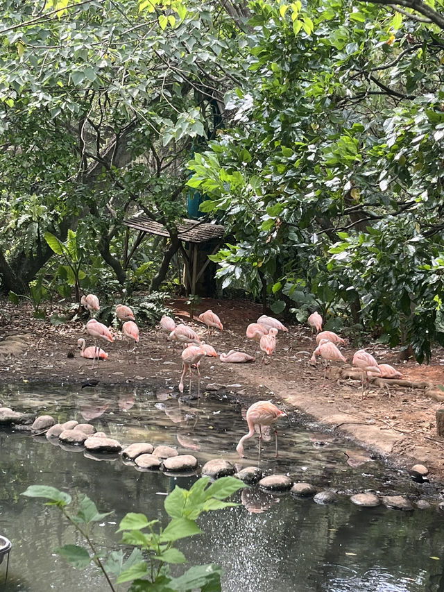 【木柵動物園】一日的動物探險🐼🦁