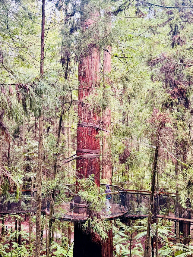 【新西蘭北島】紅木森林公園 RedWoods：大型天然氧吧