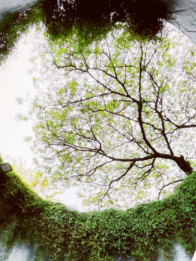 🌳 Tips | Fort Canning Tree Tunnel: Singapore's Magical Photographic Portal! 📸