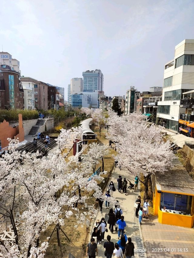 🌸 พักผ่อนหย่อนใจดูซากุระบานที่ฮงแด 🌸 พักผ่อนหย่อนใจดูซากุระบานที่ฮงแด