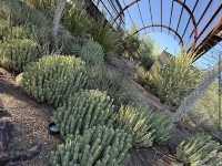 Desert Botanical Garden