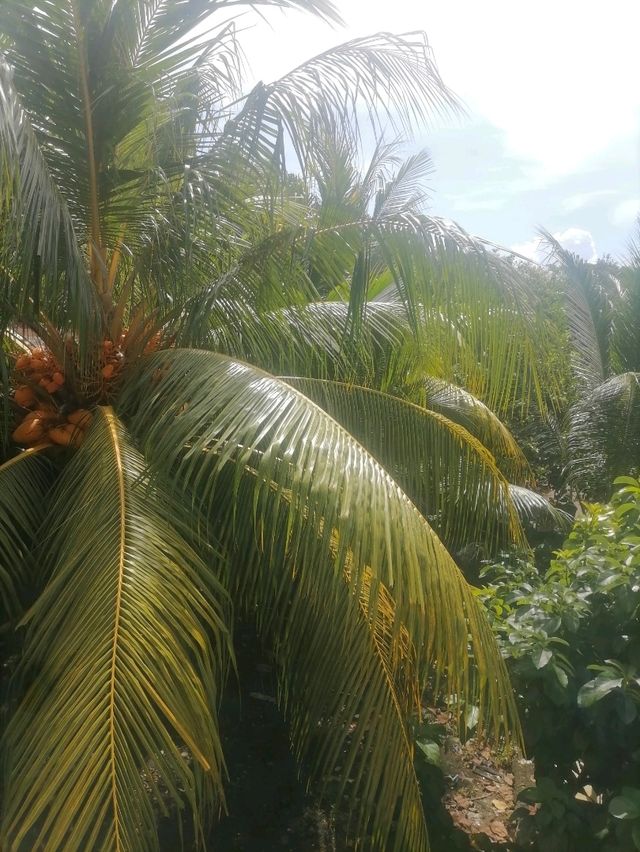 Coconut Dream🌲