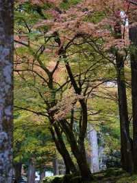永平寺の紅葉。山門辺りはグラデーション豊かで絶景