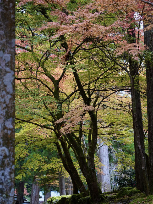 永平寺の紅葉。山門辺りはグラデーション豊かで絶景 永平寺の紅葉。山門辺りはグラデーション豊かで絶景