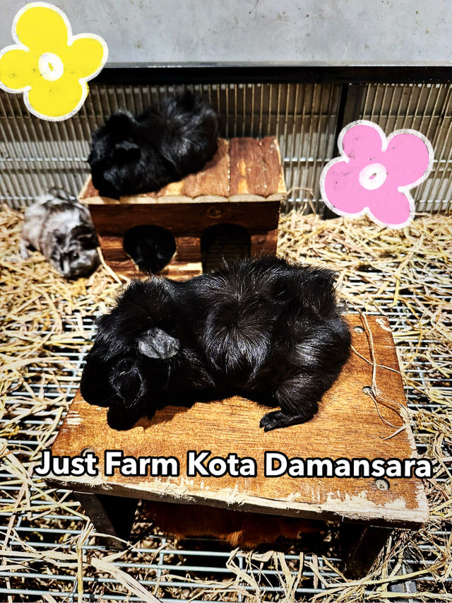 A Whimsical Farm Escape at Just Farm, Kota Damansara A Whimsical Farm Escape at Just Farm, Kota Damansara