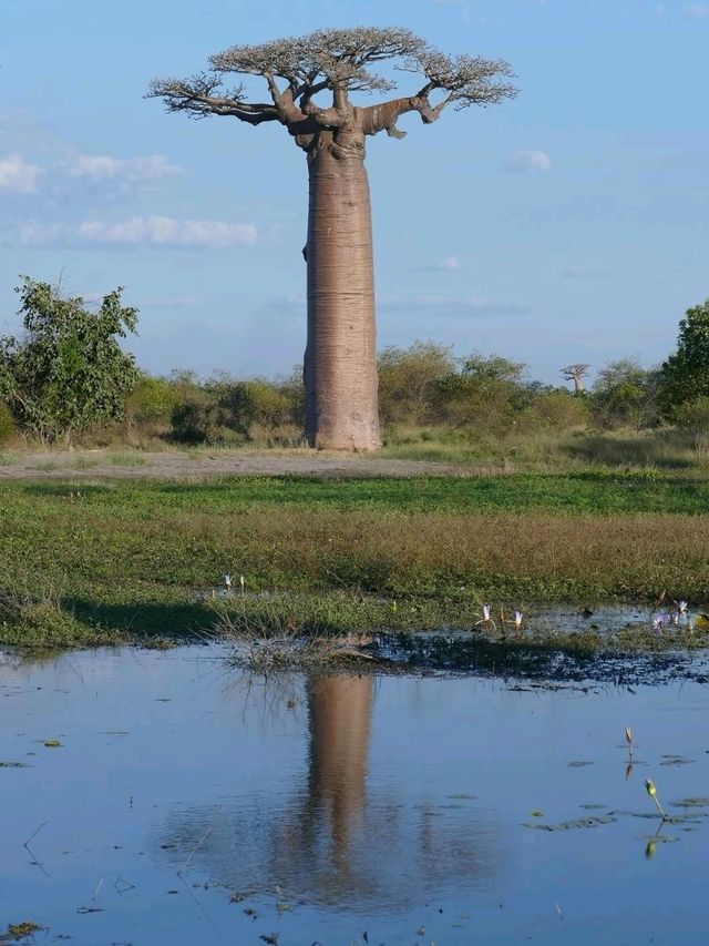 Walking Among Giants at the Avenue of the Baobabs
